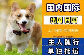 赤峰市宠物托运公司赤峰市宠物托运公司赤峰市宠物托运公司