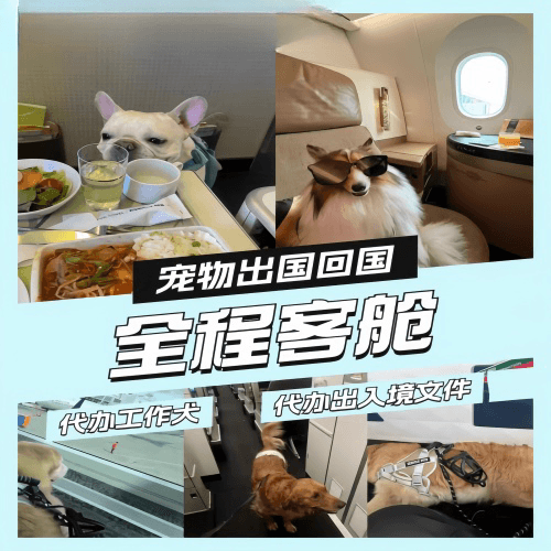 赤峰市宠物托运到白俄罗斯宠物入境规定和要求